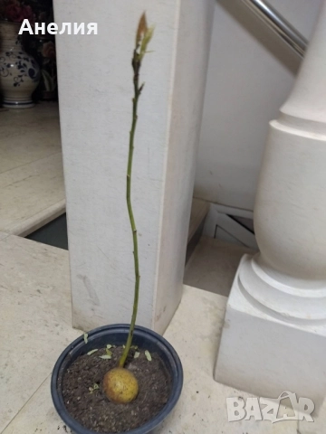 🥑 Авокадо в саксия , снимка 3 - Стайни растения - 52518981