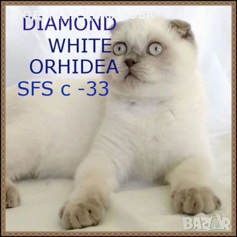 Шотландски със сини очи. Мъжки женски , снимка 10 - Британска късокосместа - 53042870