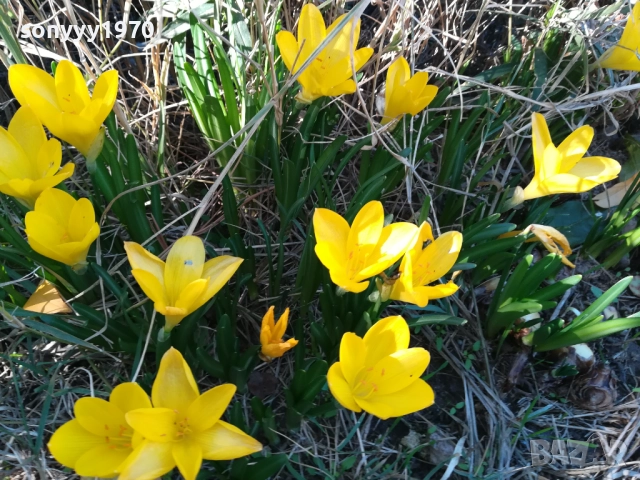 ГРЪМ ОТ ГРАДИНСКИ ЦВЕТЯ ЗА ЦЯЛА ЛЕХА 25ЛВ 1910251933, снимка 9 - Градински цветя и растения - 52109825