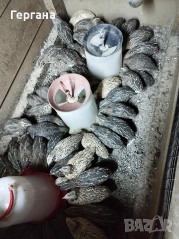 пъдпъдъци на 20 дни, снимка 2 - Други - 52132937