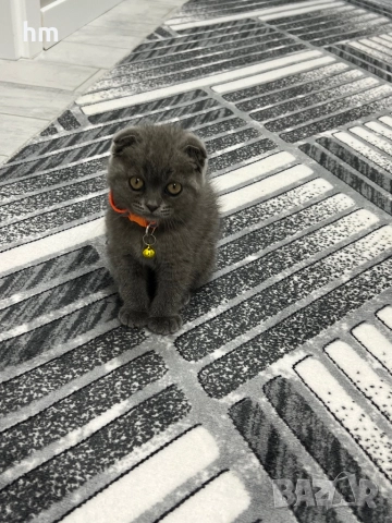 Шотландско клепоухо