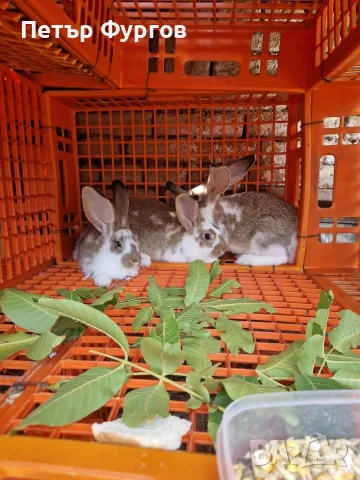 Продавам     зайци, снимка 3 - Други - 56362901