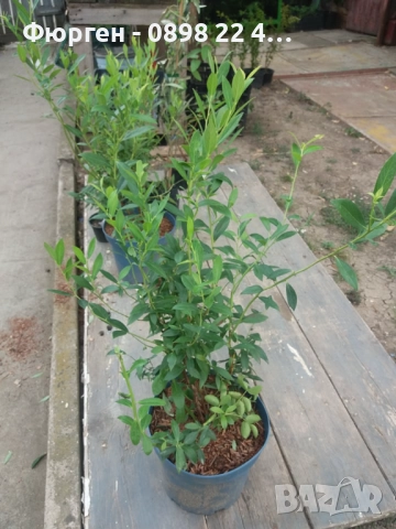 Боровинка - Разсад и замразен плод, снимка 7 - Разсади - 35693886