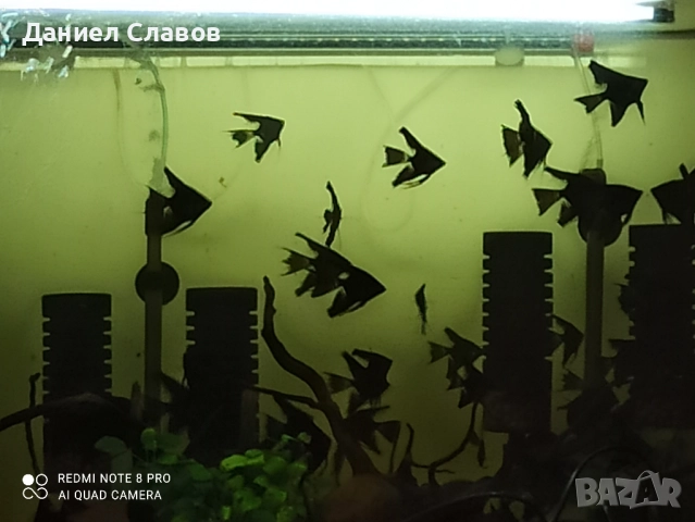 Черни воални скаларии на едро , снимка 6 - Рибки - 52003950