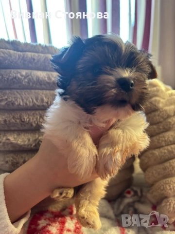 Йорки бивер, снимка 7 - Йоркширски териер - 52586251