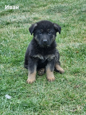 малки немски овчарки, снимка 12 - Немска овчарка - 52921710