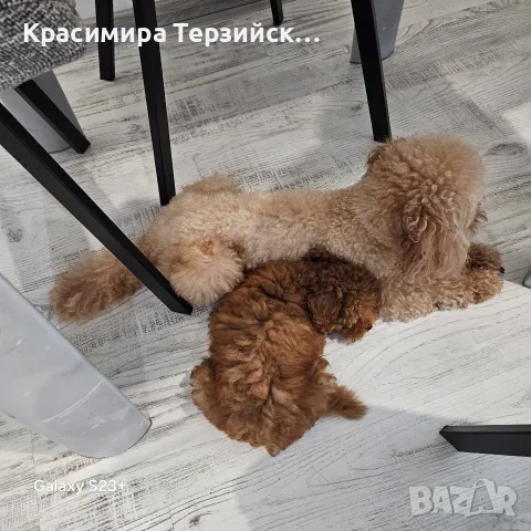той пудел момче, снимка 5 - Пудели - 55786544