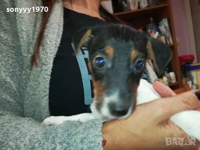 ЖЕНСКО КУТРЕ-ДЖАК РЪСЕЛ НА 40 ДЕНА 2909251558, снимка 16 - Джак ръсел териер - 51879256