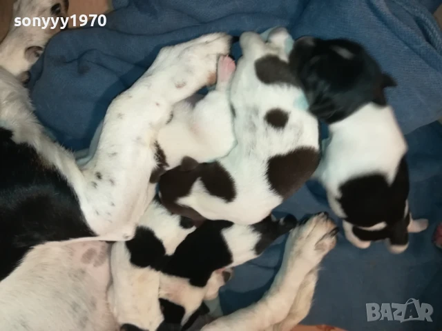 ДЖАК РЪСЕЛ-КУТРЕТА 250ЛВ ЗА ЕДНО 1708251005, снимка 6 - Джак ръсел териер - 51390012