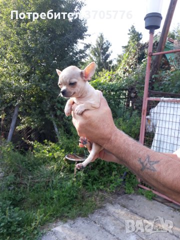 Мини пинчери и чихупинчери, снимка 7 - Пинчер - 40767138