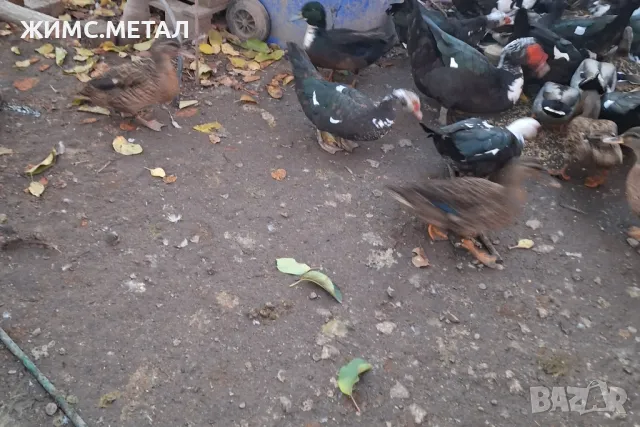 Домашни патици, снимка 2 - други­ - 48022340