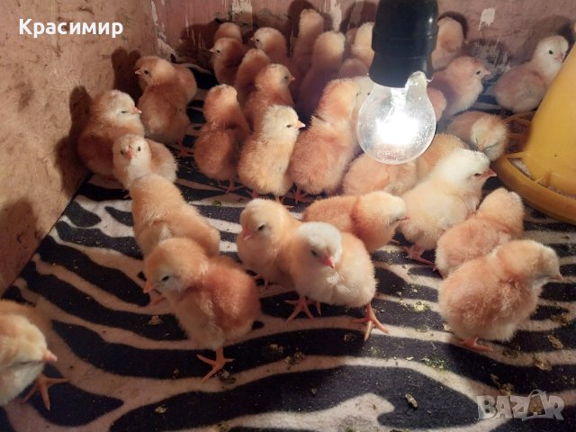 Зелени разплодни яйца от кокошка Великденска носачка Ексел , снимка 7 - други­ - 44279674