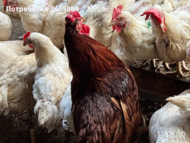 Кокошки бял легхорн, снимка 2 - Кокошки и пуйки - 53732330