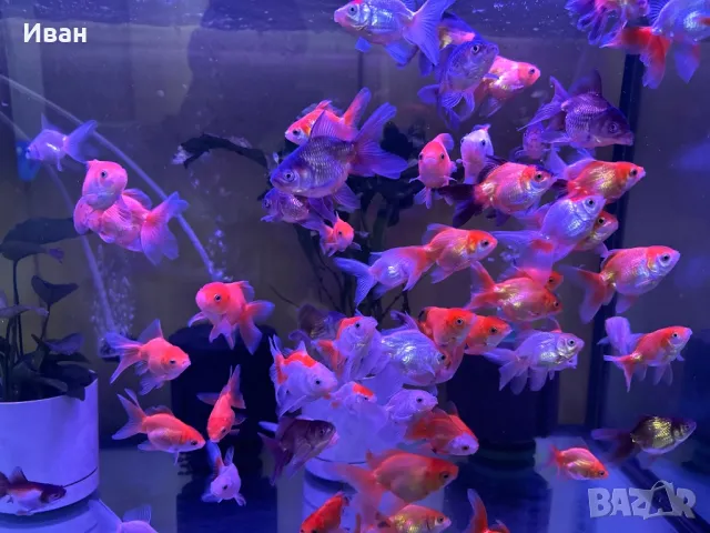 Златни рибки Оранда , снимка 5 - Рибки - 47367477