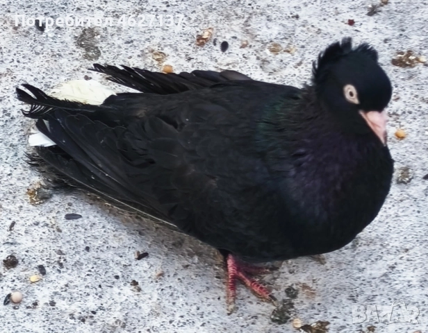 Чифт Паламарски гълъби 