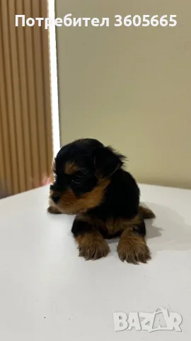Йоркширски Териер / Йорки / Yorkie / Yorkshire Terrier, снимка 4 - Йоркширски териер - 56292834