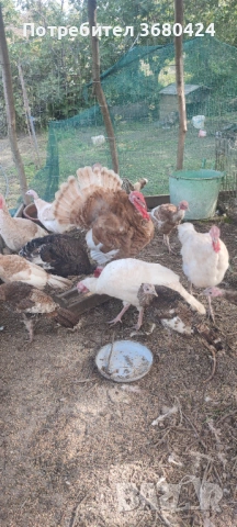Пуешки яйца , снимка 2 - Кокошки и пуйки - 53795662