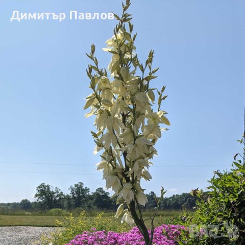 Градинска Юка - Yucca Filamentosa bright edge, снимка 7 - Градински цветя и растения - 42704280