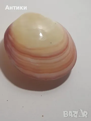 Мида морска, снимка 2 - Други - 48460022