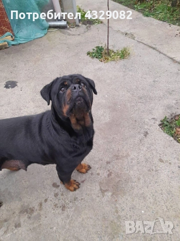 Продавам женски ротвайлер, снимка 4 - Ротвайлер - 53088126