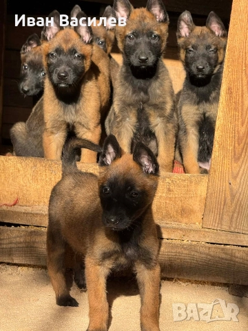 белгийска овчарка малиноа , снимка 2 - Белгийска овчарка - 52774950