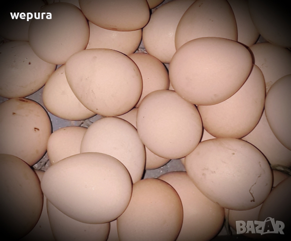 Яйца от свободно отглеждани гвинейски птици ограничено количество  
