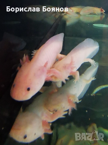 Аксолотъл бял / Мексиканска амбистома 15-20см