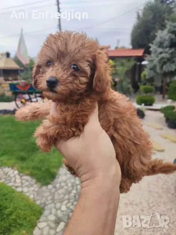 Пудел Той/Poodle Toy