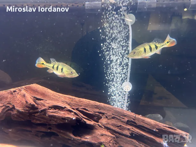 цихли peacock bass, снимка 2 - Рибки - 55966009
