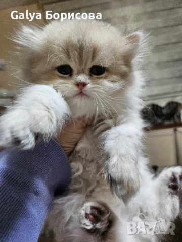 Британско лилаво злато момиче , Коледна промоция , снимка 5 - Британска късокосместа - 52437224