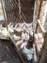 разплодни яйца от бял легхорн пиленца и ярки , снимка 7