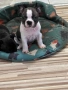 Френски булдочета (мъжки), снимка 2