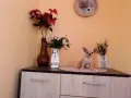 женско чихуахуа , снимка 2