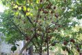 Ябълков оцет -домашен,натурален,отлежал,реколта 2023г., снимка 4