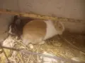 декоративни зайчета, снимка 1