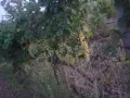 десертно грозде брестовица, снимка 1