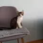 Подарявам мъжко котенце, снимка 2