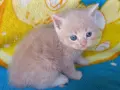 Сибирче, сибирска котка, сибирски котенца, сибирско коте, хипоалергично, момче крем, снимка 8