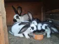 Зайци немска пеперуда , снимка 2