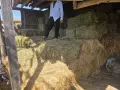 бали сено и люцерна , снимка 2