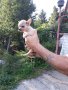 Мини пинчери и чихупинчери, снимка 9