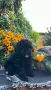 Кавапу Cavapoo F1b, снимка 3