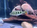 цихли peacock bass, снимка 1