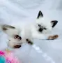 Шотландско колорпойнт момиче. , снимка 5