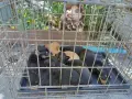продавам мини пинчери , снимка 5