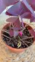 Оксалис Oxalis Triangularis , снимка 4