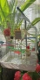 продавам два папагала със клетката., снимка 2