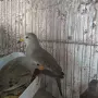 Различни видове екзотични птици , снимка 6