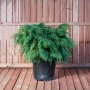 Chamaecyparis lawsoniana ‘Globosa’(Кипраис Глобоза), снимка 1