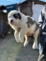 Кученца, Кавказка овчарка-Алабай, снимка 10